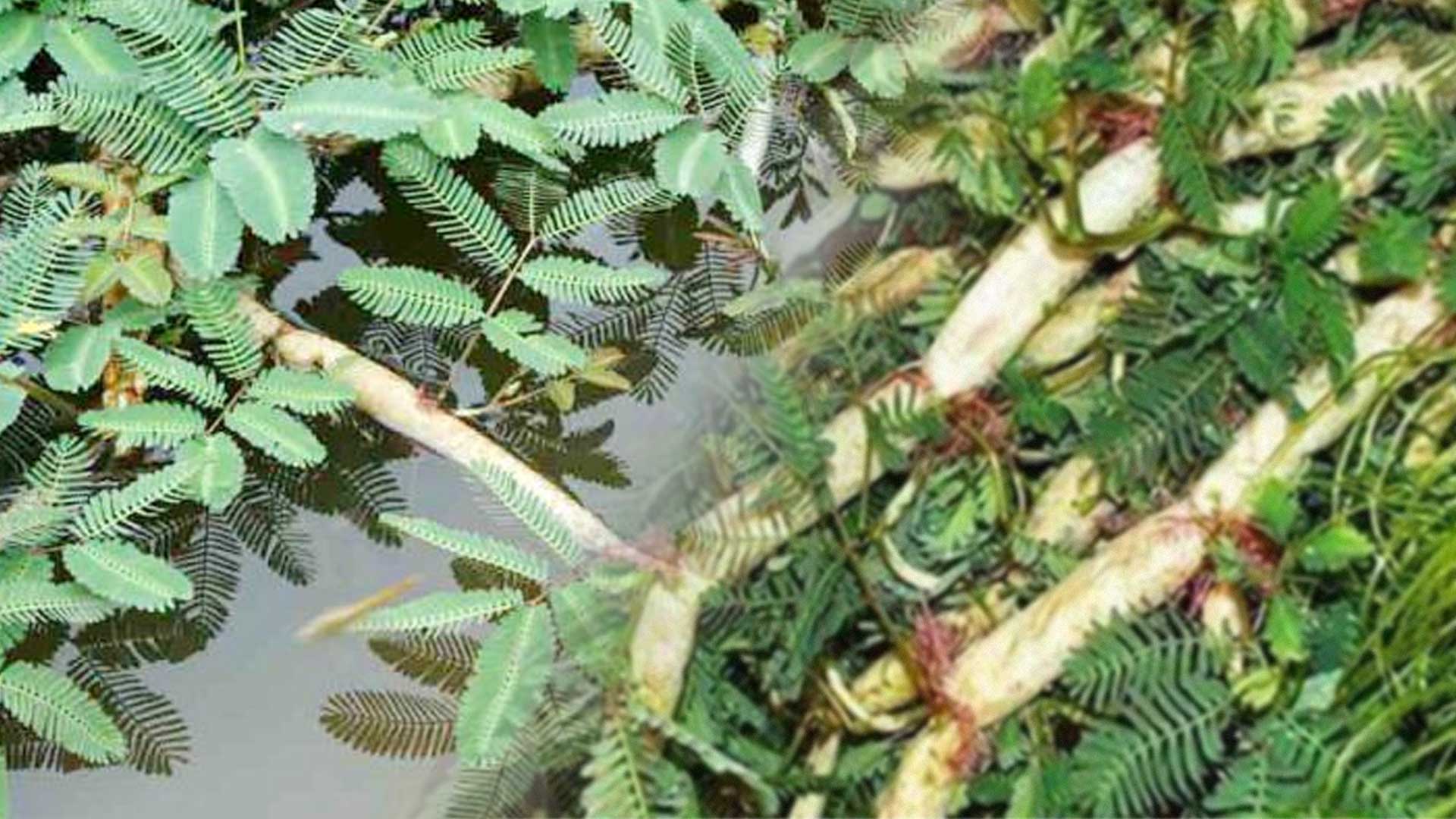 ผักกระเฉด2