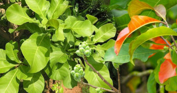 ผักกระโดน2