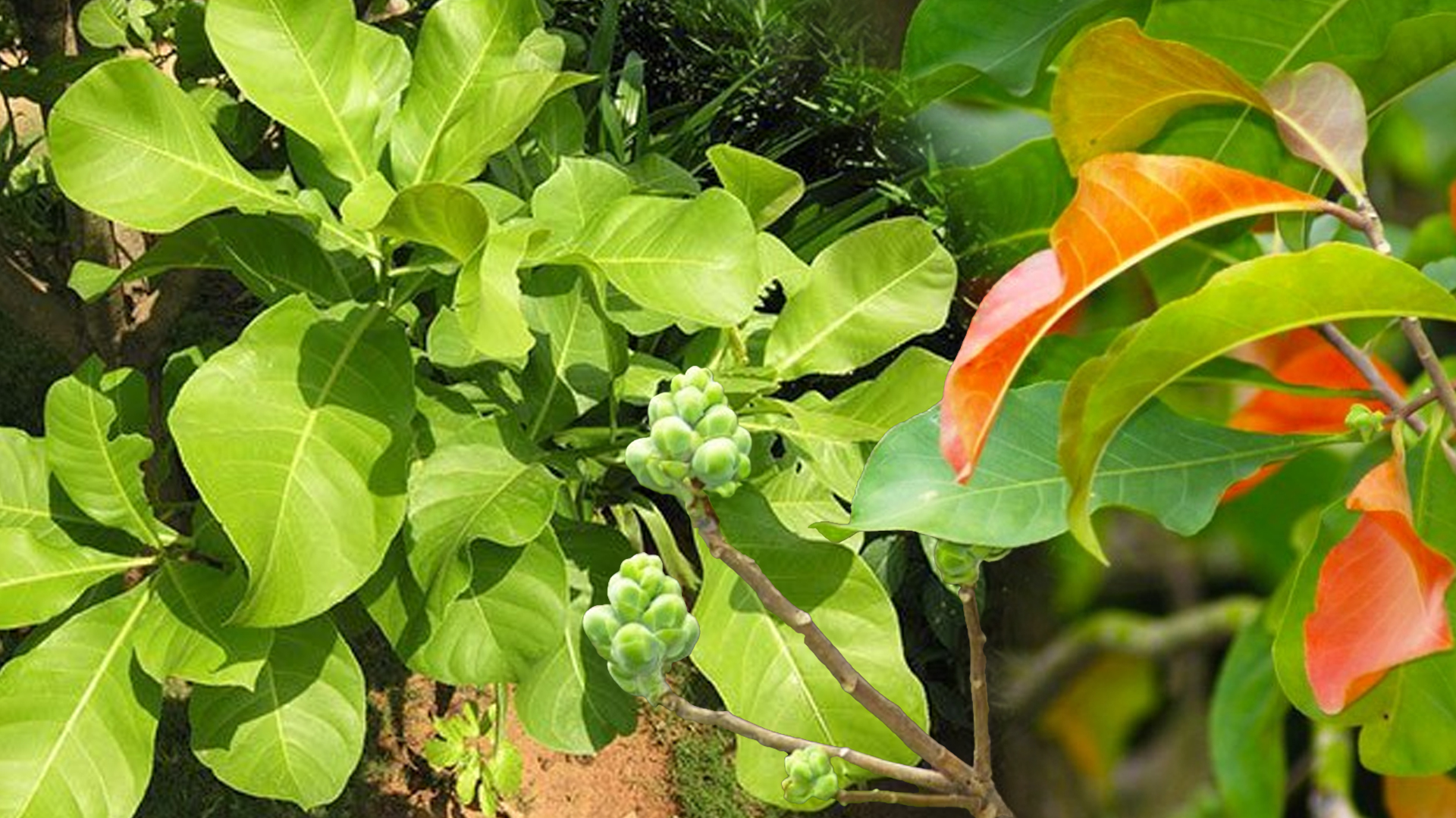 ผักกระโดน2