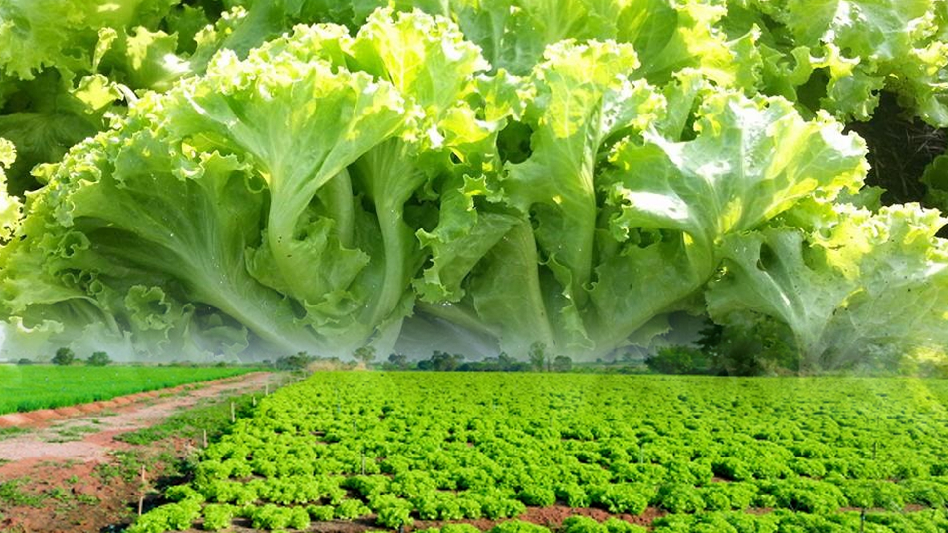 ผักกาดหอม2