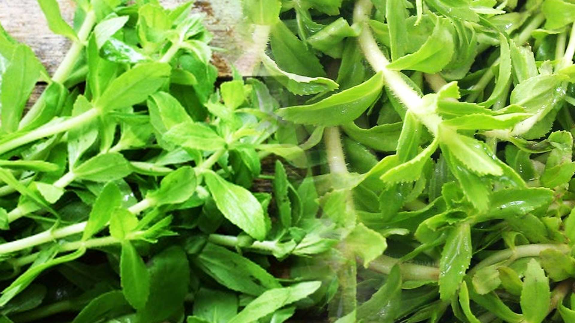 ผักแขยง2