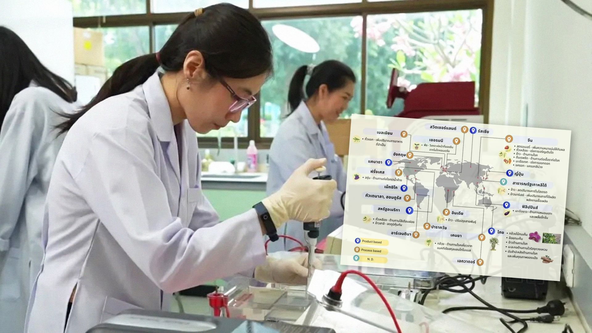 พืชปรับแต่งยีน2