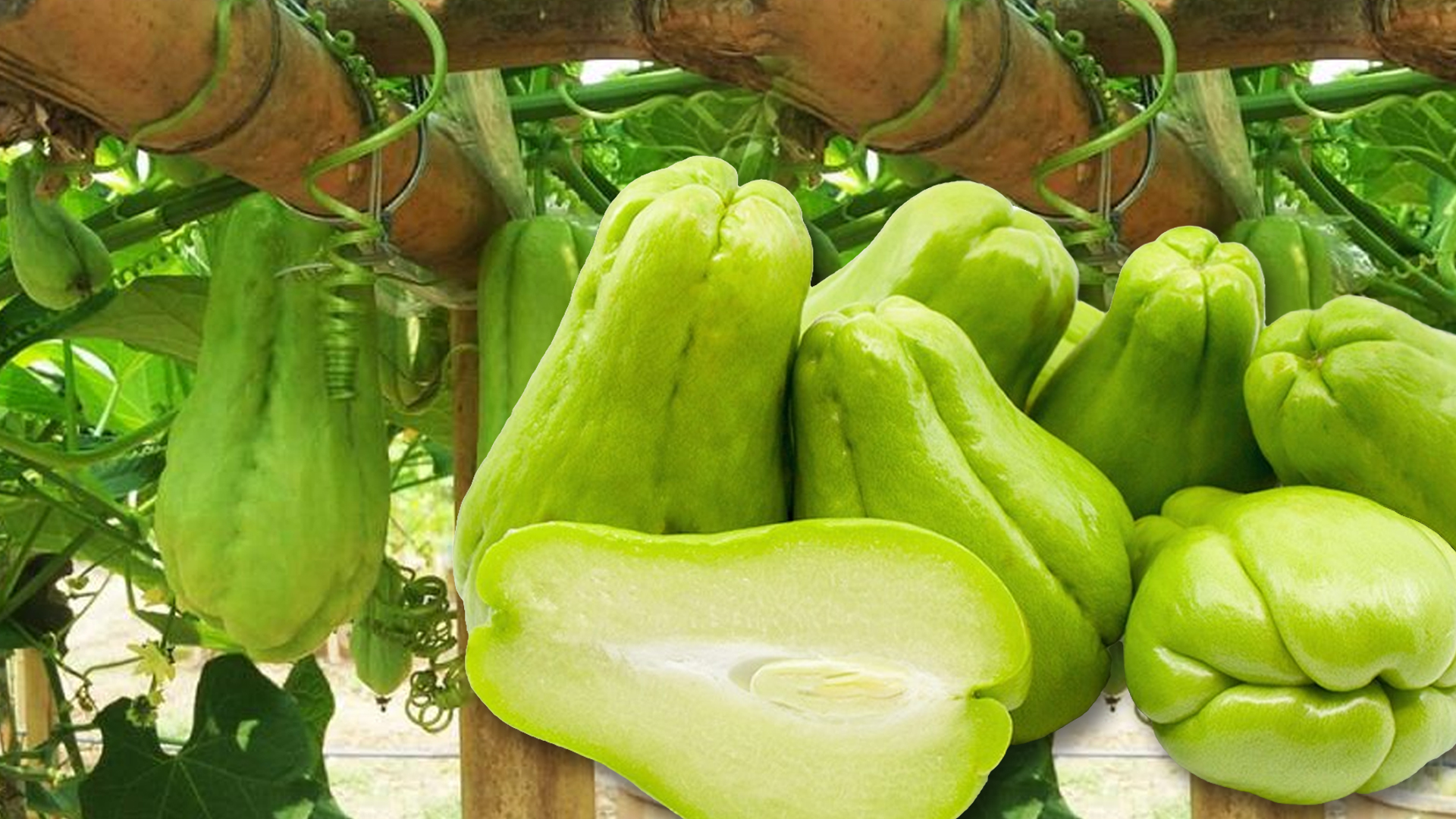 ฟักแม้ว2