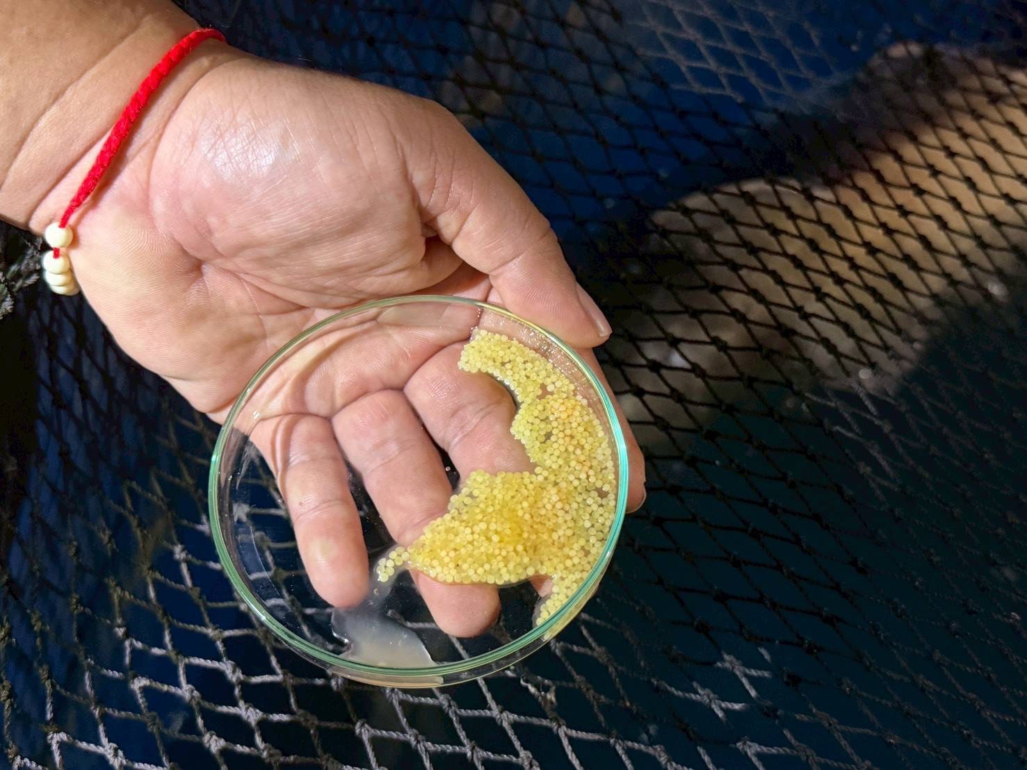 กรมประมง..ขานรับนโยบาย ก.เกษตรฯเดินหน้าเร่งฟื้นฟู “ปลายี่สกไทย” หลังเสี่ยงใกล้สูญพันธุ์ ตั้งเป้าเพิ่มกำลังการผลิตกว่า 500,000 ตัว ในปี 2569 7 ภาพปม12 0