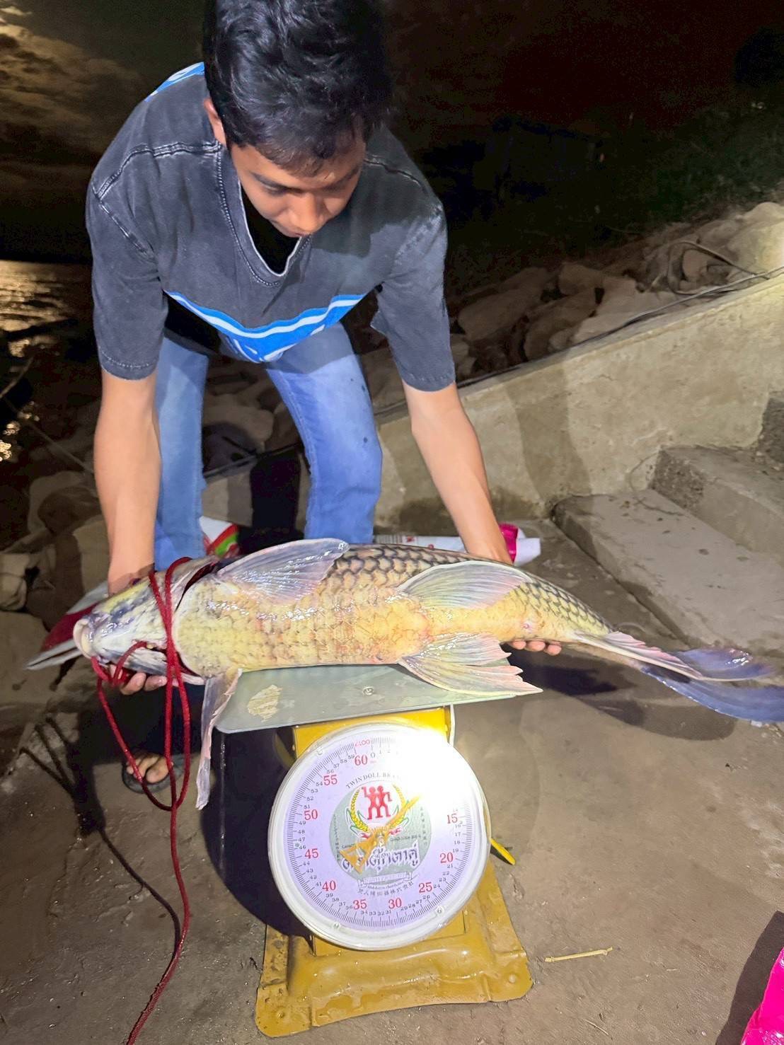 กรมประมง..ขานรับนโยบาย ก.เกษตรฯเดินหน้าเร่งฟื้นฟู “ปลายี่สกไทย” หลังเสี่ยงใกล้สูญพันธุ์ ตั้งเป้าเพิ่มกำลังการผลิตกว่า 500,000 ตัว ในปี 2569 4 ภาพปม4 0