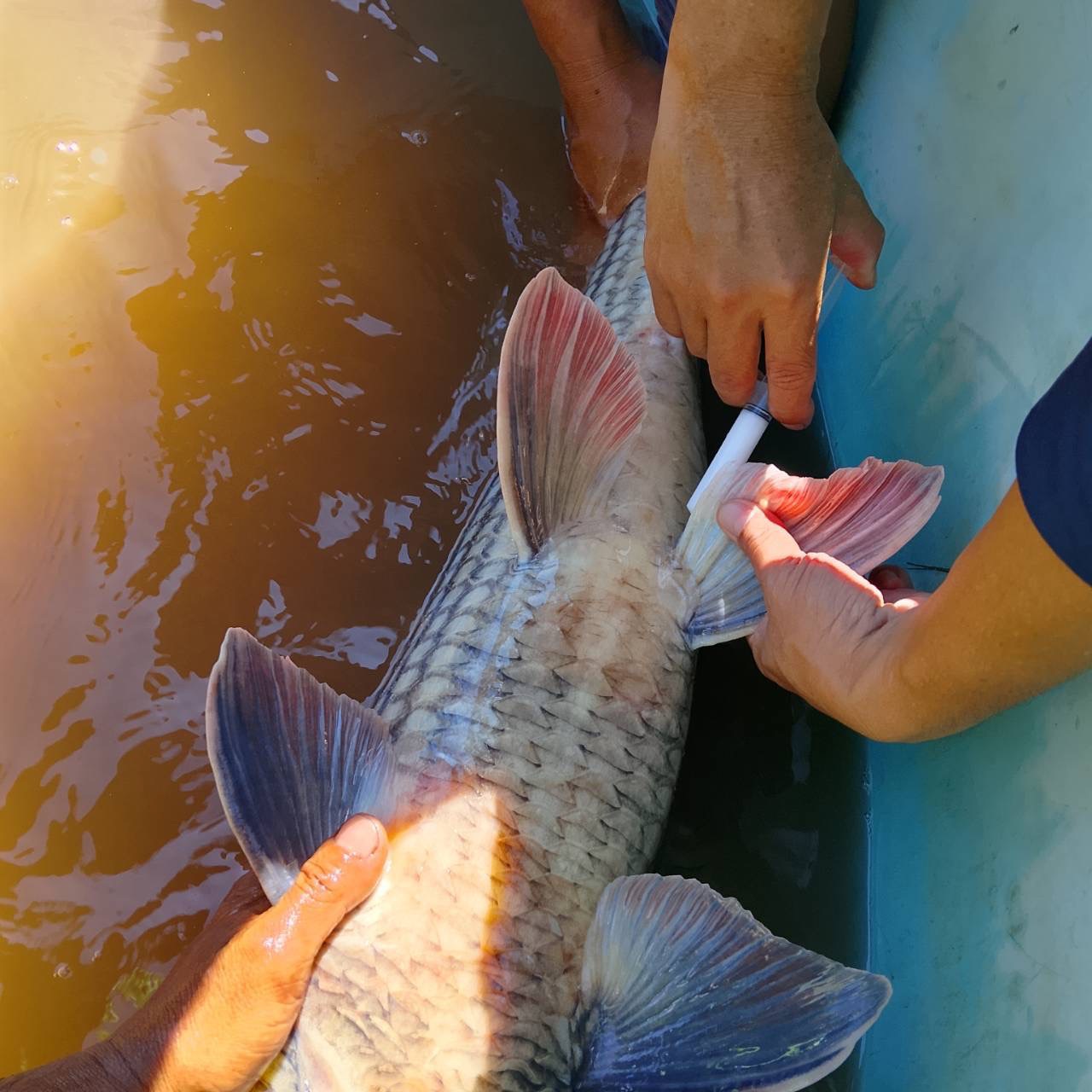 กรมประมง..ขานรับนโยบาย ก.เกษตรฯเดินหน้าเร่งฟื้นฟู “ปลายี่สกไทย” หลังเสี่ยงใกล้สูญพันธุ์ ตั้งเป้าเพิ่มกำลังการผลิตกว่า 500,000 ตัว ในปี 2569 6 ภาพปม7 0