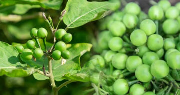 มะเขือพวง2