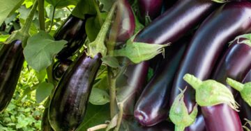 มะเขือม่วง3