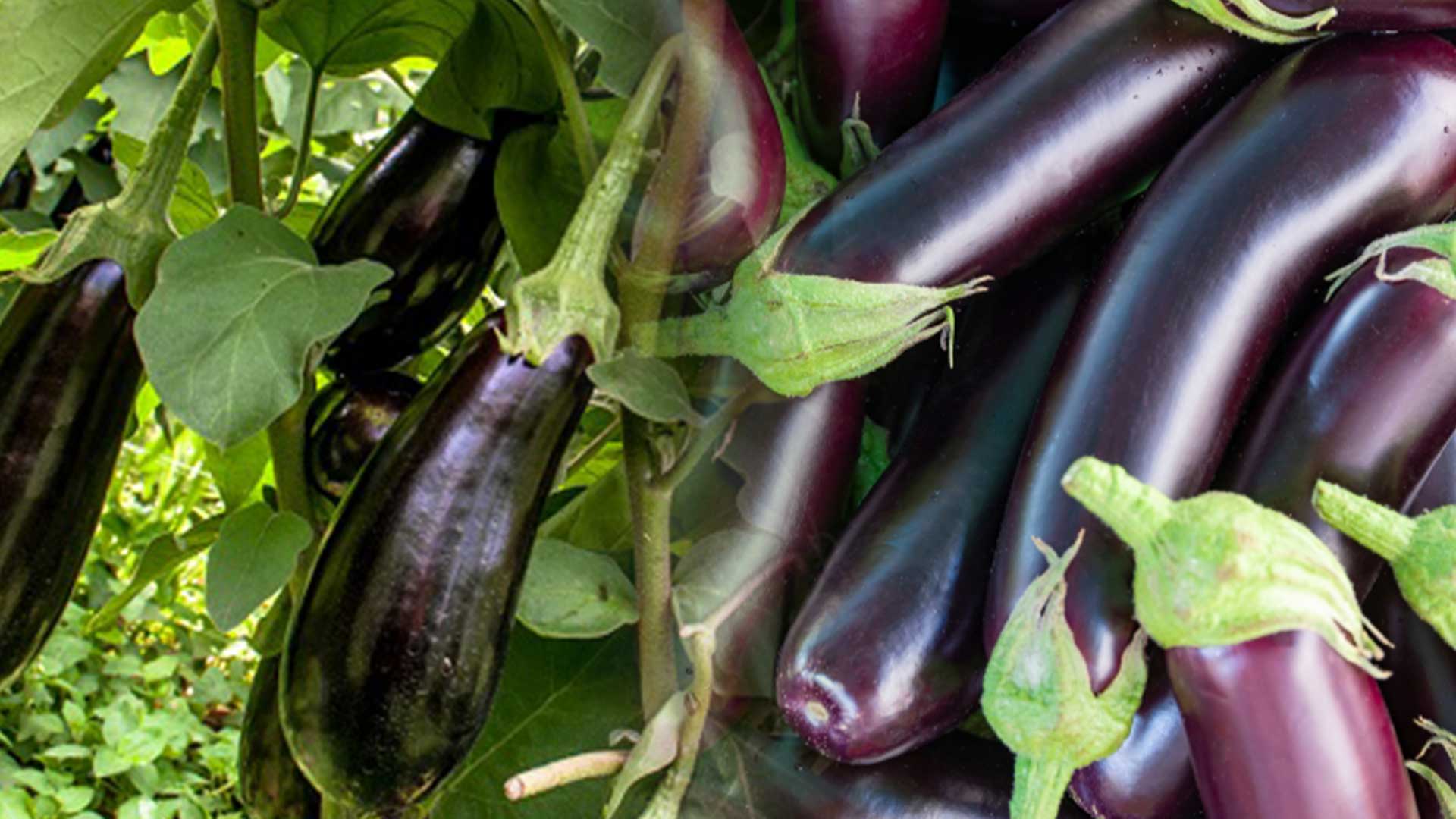 มะเขือม่วง3