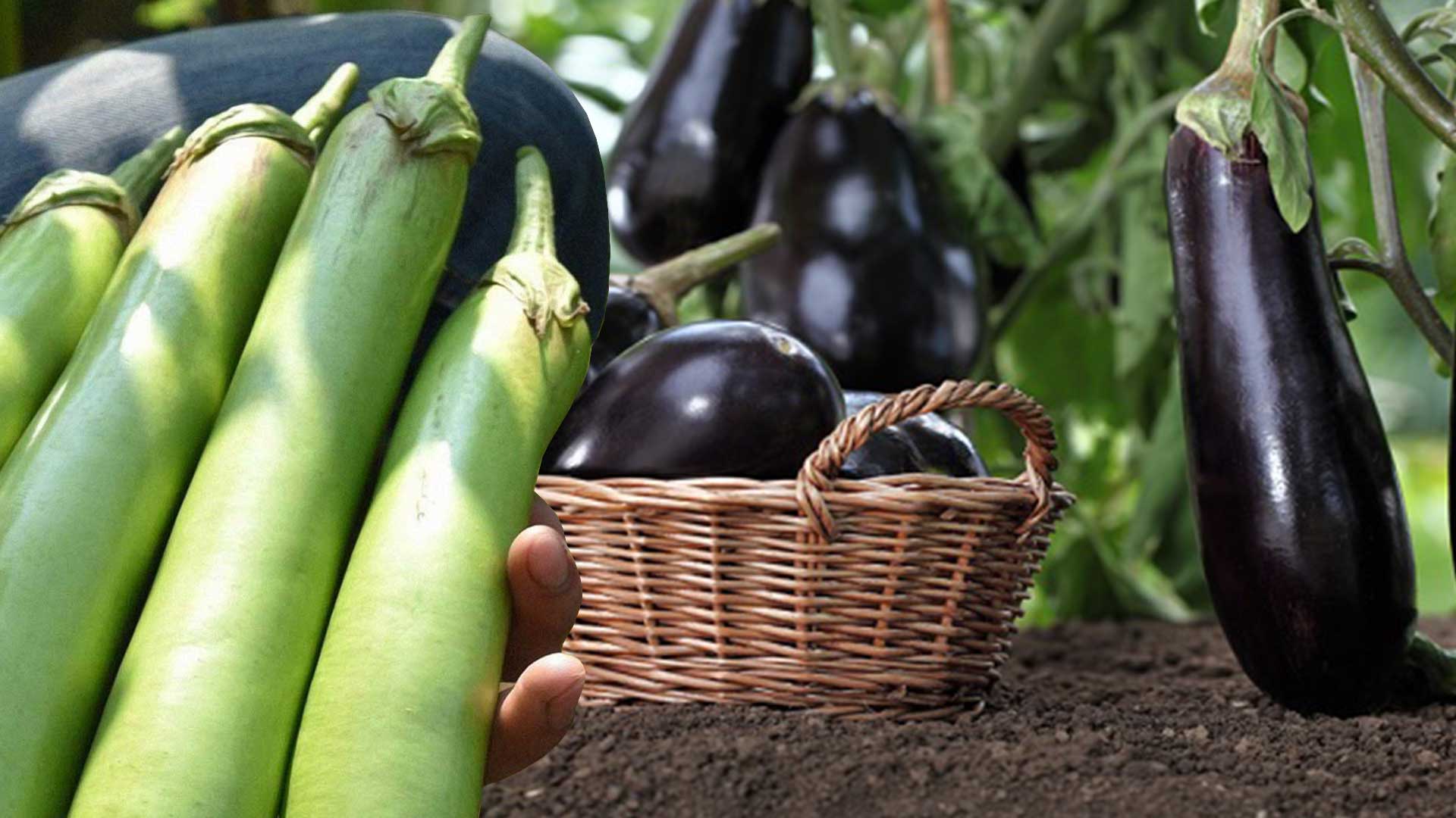 มะเขือยาว3