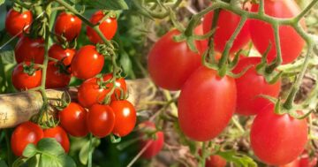 มะเขือเทศเชอรี่3