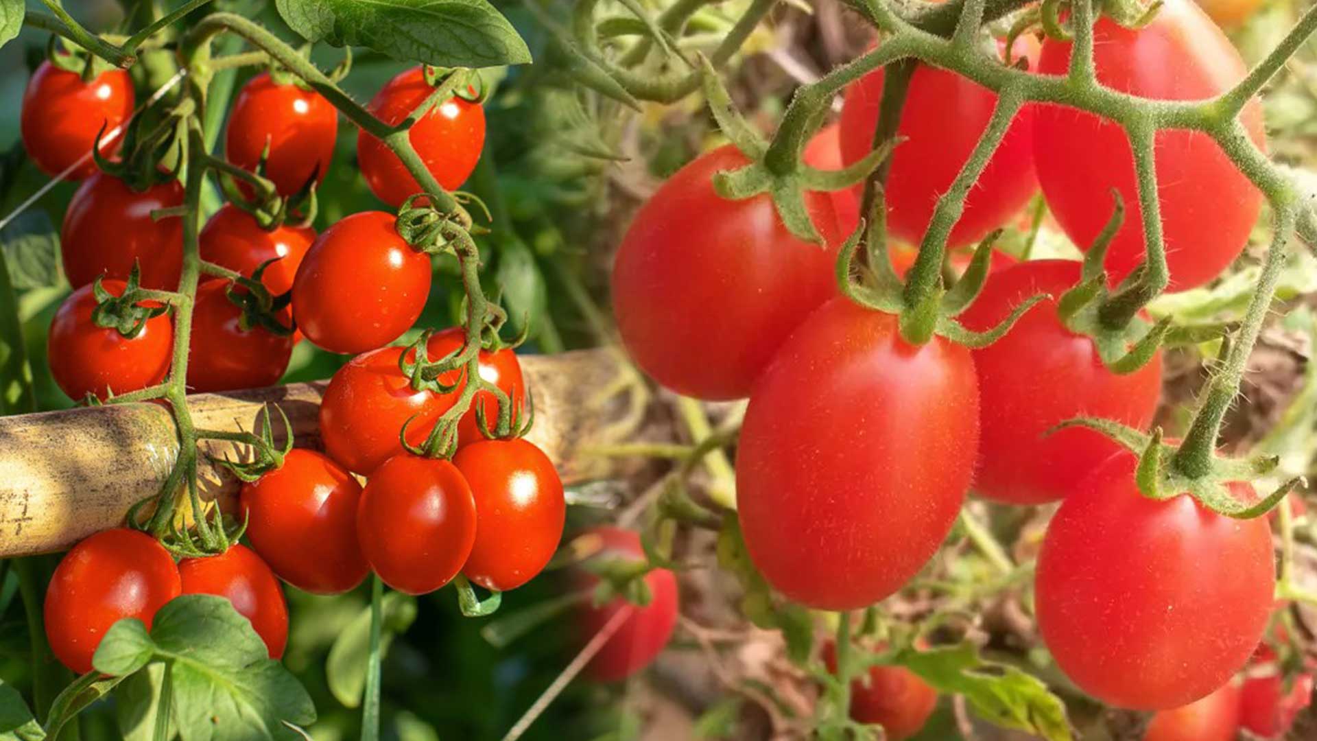 มะเขือเทศเชอรี่3