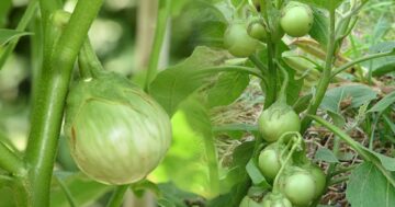 มะเขือเปราะ3