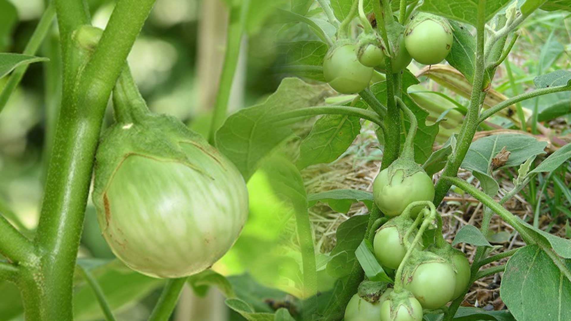 มะเขือเปราะ3