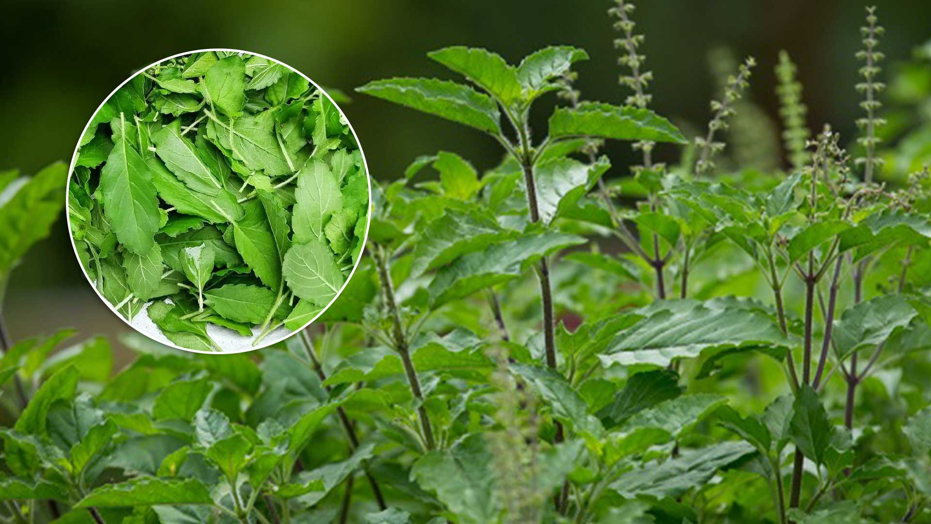 “กะเพรา”ราชินีสมุนไพร ที่มากด้วยประโยชน์ 1 ราชินีสมุนไพร3