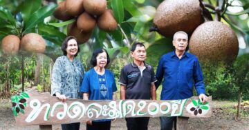 ละมุดสี่แคว @บางมะฝ่อ “หวาน กรอบ อร่อย” ของดี อ.โกรกพระ จ.นครสวรรค์ 11 ละมุดสี่แคว2