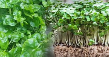 วอเตอร์เครส2