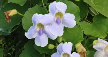 สร้อยอินทนิล3 1