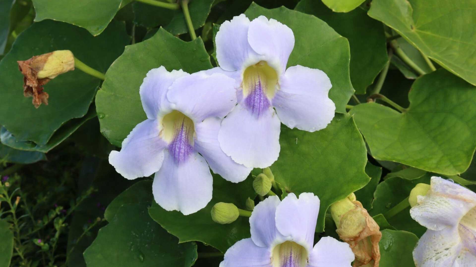 สร้อยอินทนิล3 1