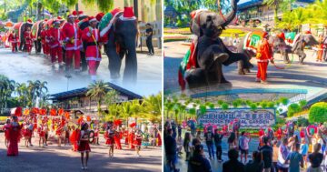 สวนนงนุชพัทยาจัดใหญ่3