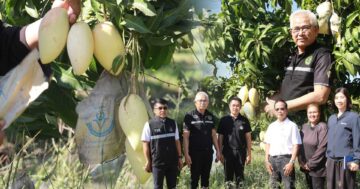 สวนมะม่วงอ่างทองติดช่อรอออกดอกเพียบ3