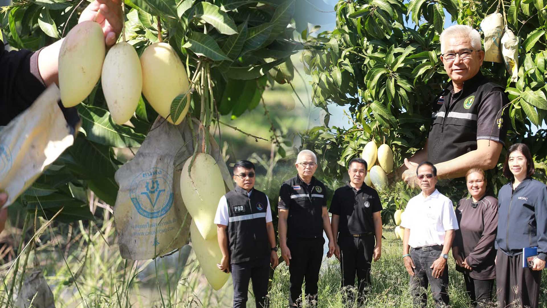 สวนมะม่วงอ่างทองติดช่อรอออกดอกเพียบ3