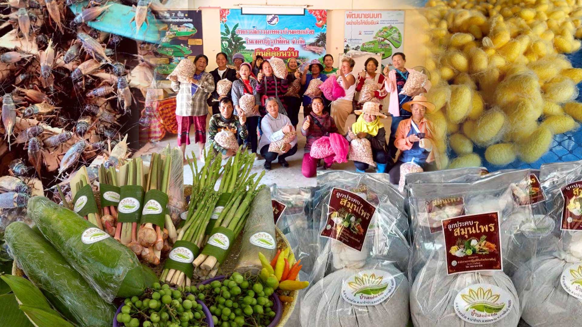 สหกรณ์การเกษตรบ้านดงกล้วย จ.กาฬสินธุ์ ส่งเสริมเลี้ยงจิ้งหรีดส่งออก ปลูกพืชสมุนไพร ปลูกหม่อนเลี้ยงไหมต้นแบบความสำเร็จสหกรณ์ในพื้นที่ คทช. “ดงกล้วยโมเดล” 1 สหกรณ์การเกษตรบ้านดงกล้วย3