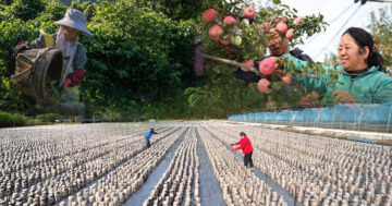 ส้มปิงถัง2