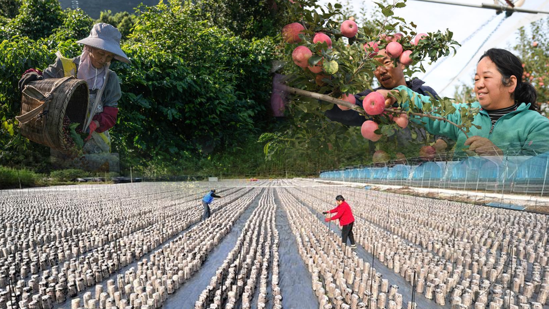'ส้มปิงถัง' หนึ่งในสารพัดผลไม้ 'รหัสลับฟื้นฟูชนบท' ของจีน 1 ส้มปิงถัง2