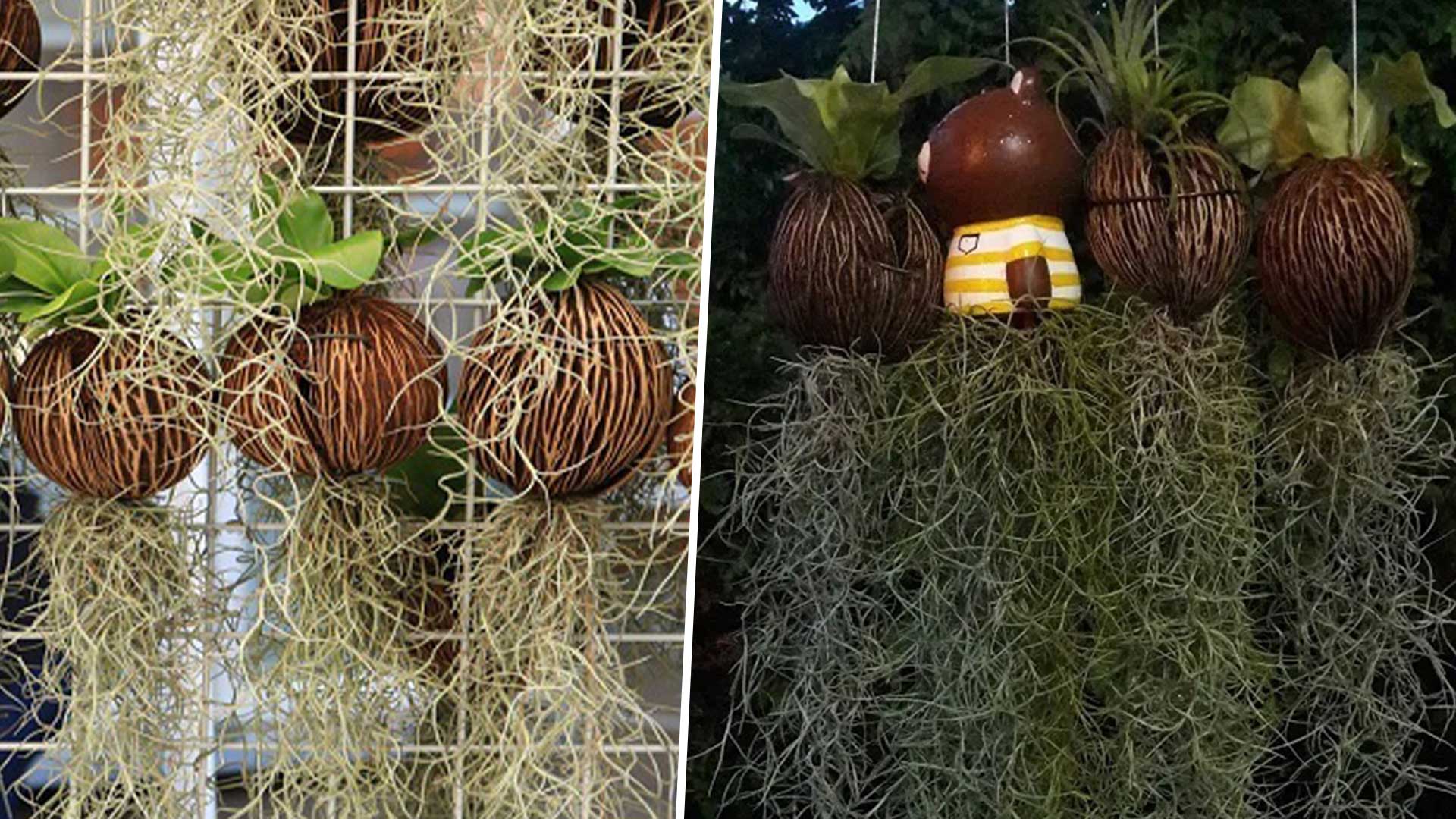 หนวดฤๅษี3