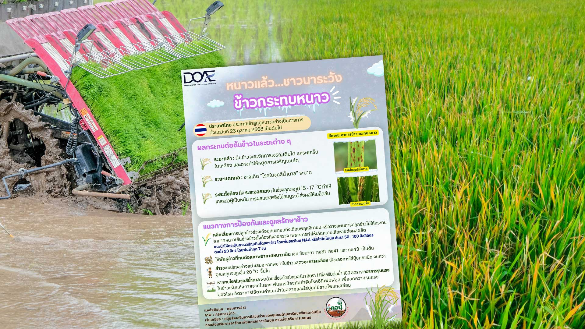 หนาวแล้ว…ระวังข้าวกระทบหนาว 1 หนาวแล้ว3