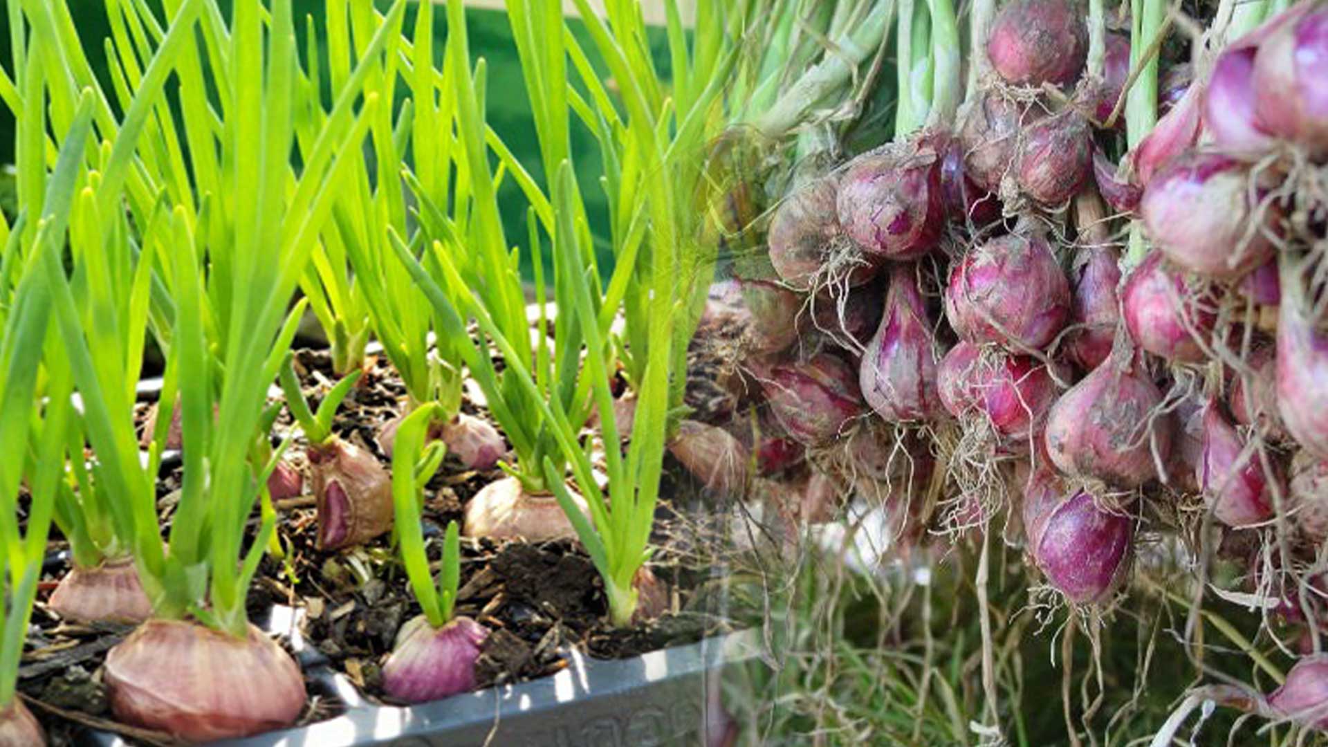 หอมแดงพันธุ์บางช้าง3