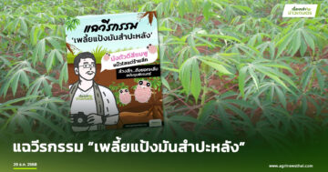 เพลี้ยแป้งมันสำปะหลัง2