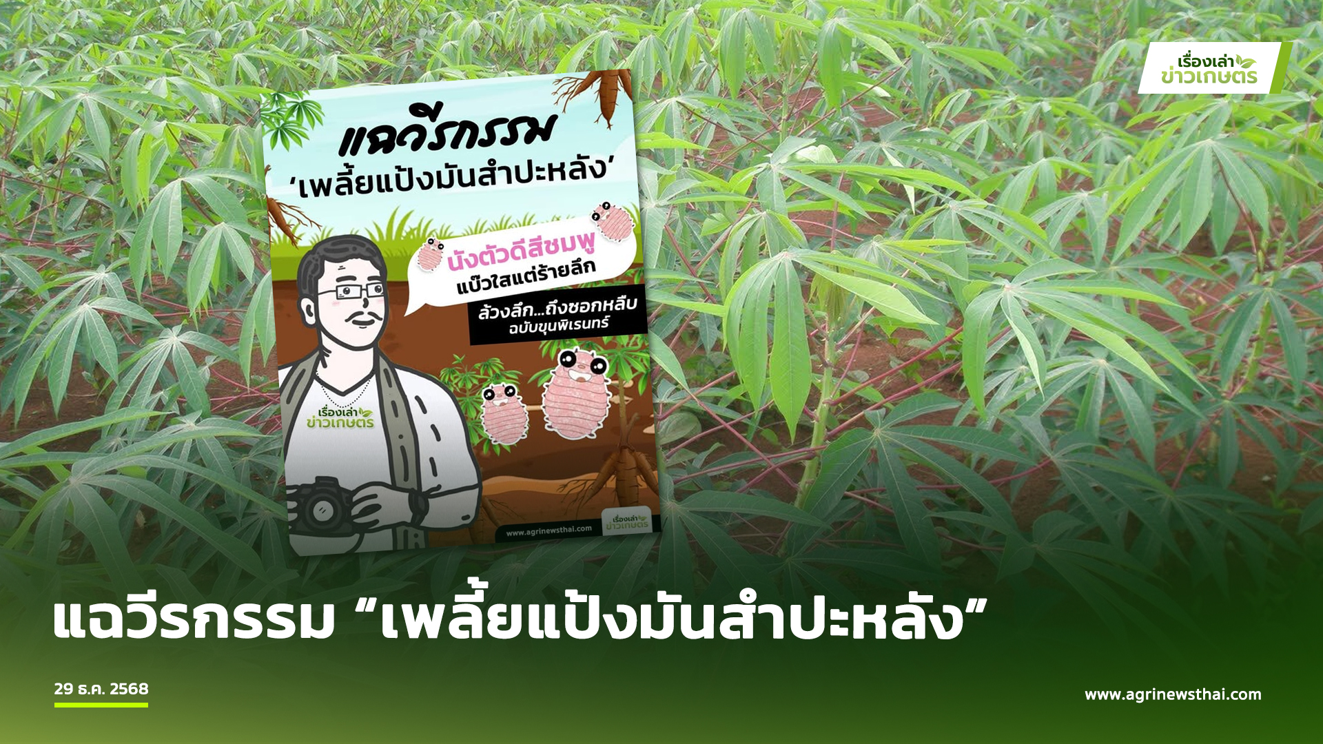 เพลี้ยแป้งมันสำปะหลัง2