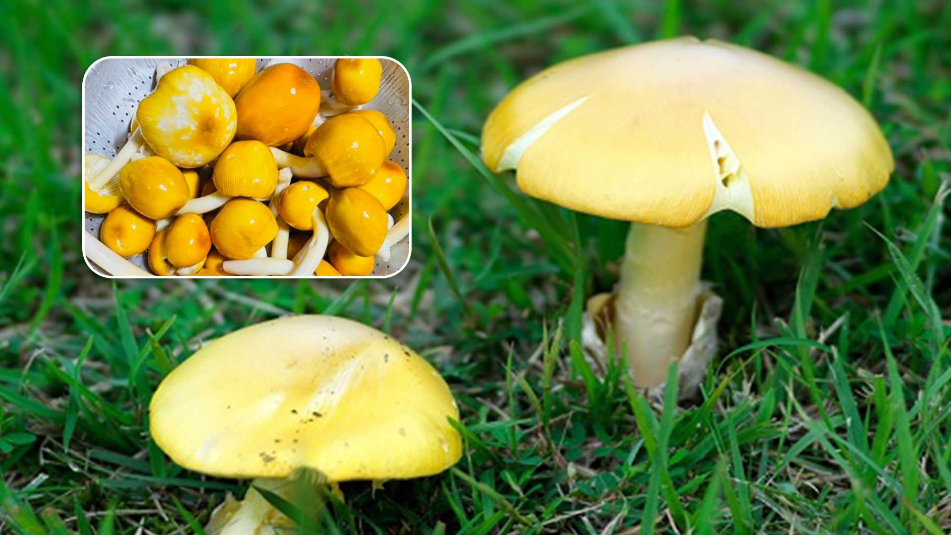 เห็ดระโงก3