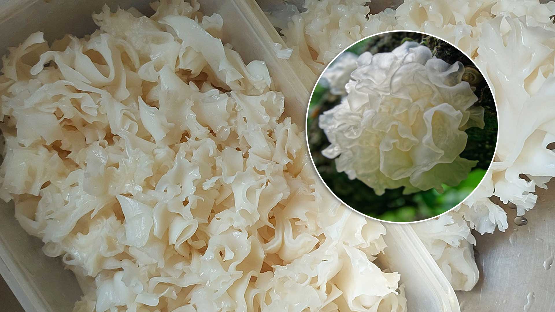 เห็ดหูหนูขาว3