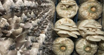 เห็ดเป๋าฮื้อ3