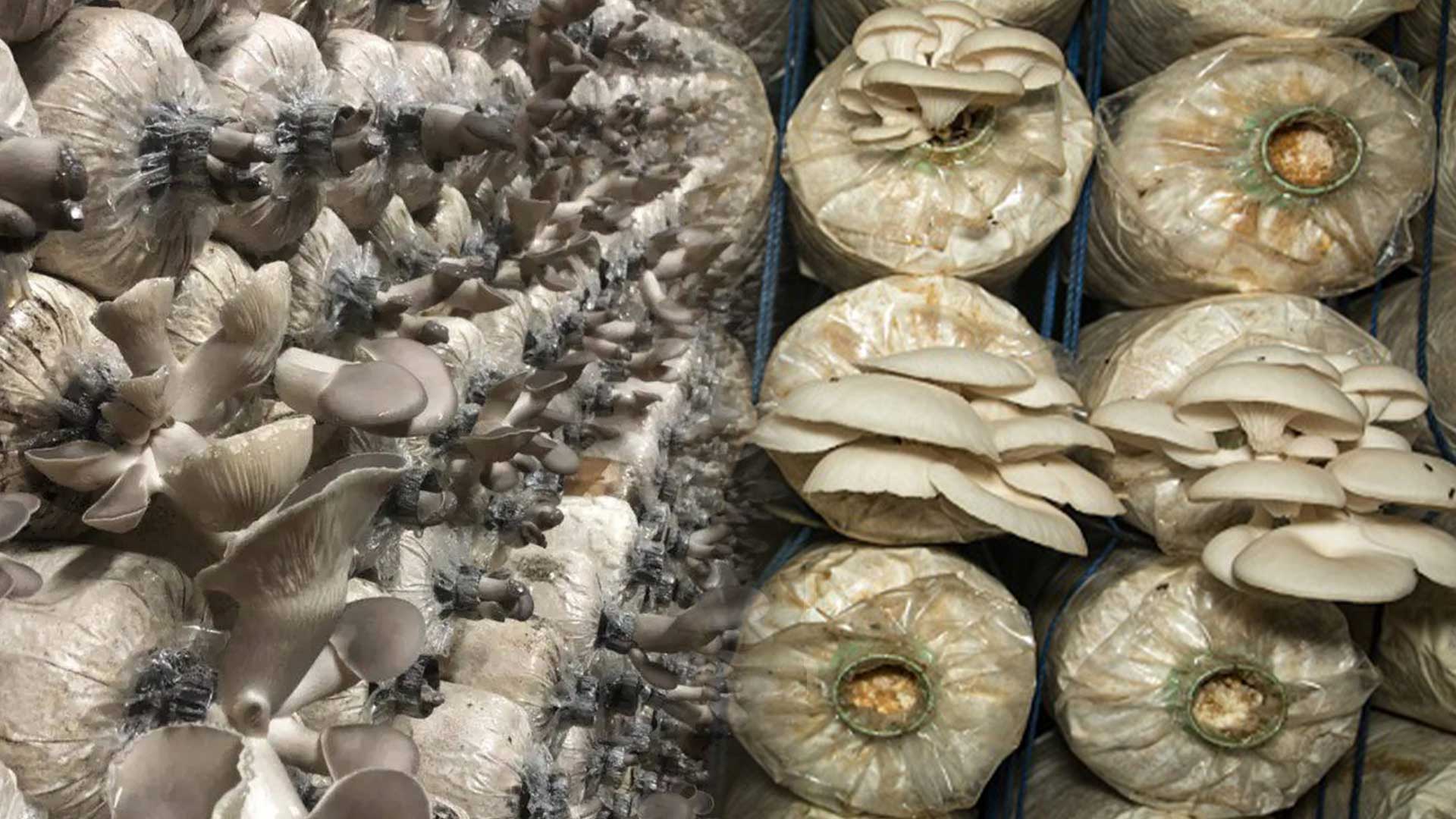 เห็ดเป๋าฮื้อ3