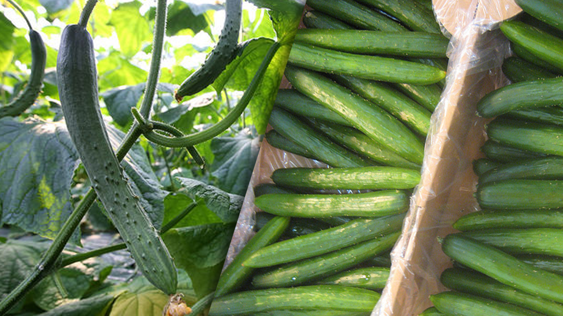 แตงกวาญี่ปุ่น2