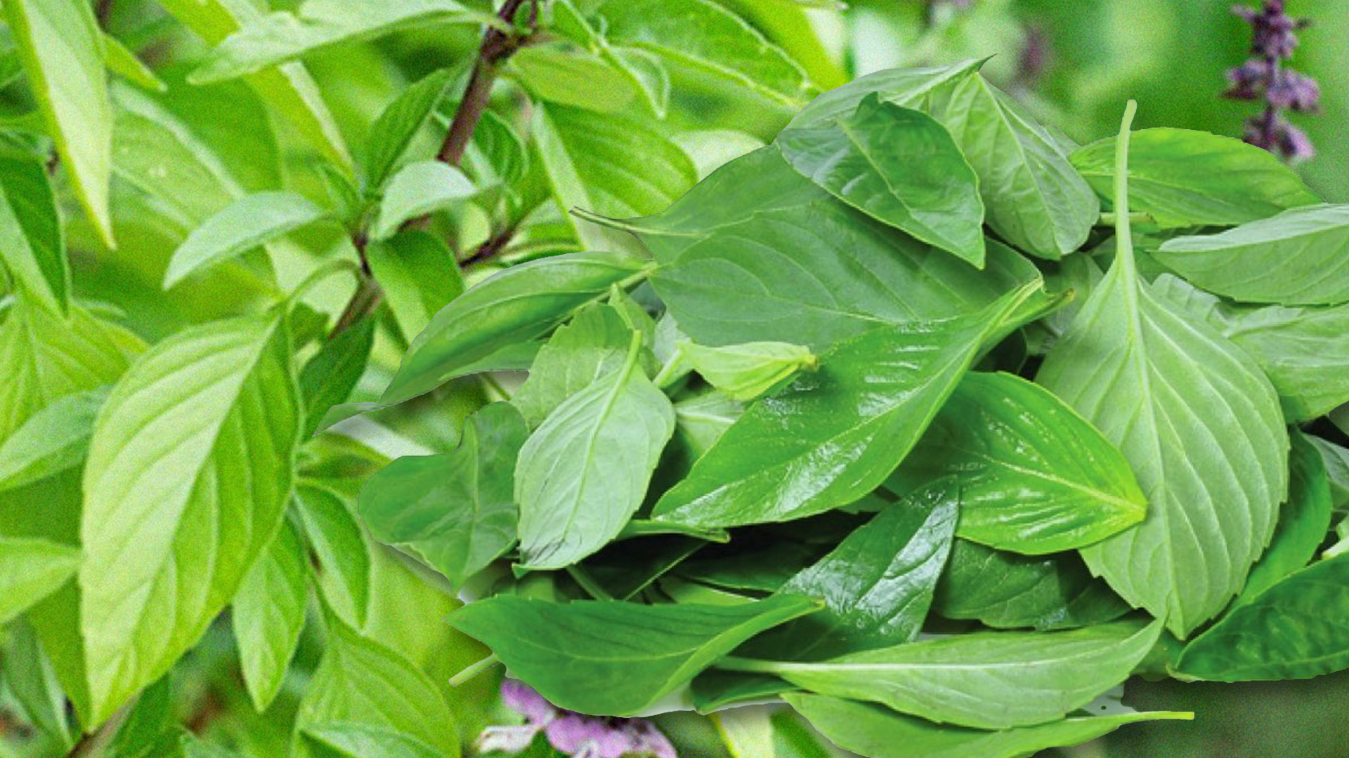 โหระพา2 1