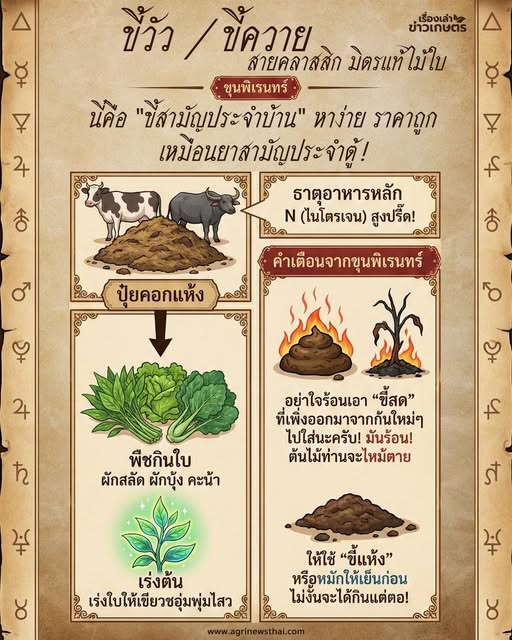 ขี้วัว / ขี้ควาย: 605622830 1683611499625892 2163758699021989156 n