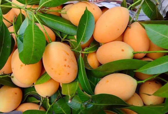 กรมทรัพย์สินทางปัญญายกระดับผลไม้ท้องถิ่น ขึ้นทะเบียน GI “มะยงชิดแม่ย่าสุโขทัย” ผลไม้เอกลักษณ์จากลุ่มน้ำยม เสริมพลังชุมชนและสร้างรายได้ให้เกษตรกรในพื้นที่จังหวัดสุโขทัย 7 605764404 1313384010823416 2472475383073780851 n