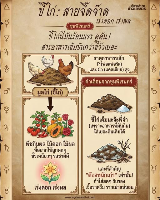 ขี้ไก่/มูลไก่ 605768496 1683644176289291 1371291467401481556 n 1