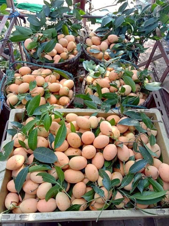 กรมทรัพย์สินทางปัญญายกระดับผลไม้ท้องถิ่น ขึ้นทะเบียน GI “มะยงชิดแม่ย่าสุโขทัย” ผลไม้เอกลักษณ์จากลุ่มน้ำยม เสริมพลังชุมชนและสร้างรายได้ให้เกษตรกรในพื้นที่จังหวัดสุโขทัย 4 607652004 1313384300823387 902917318499975779 n