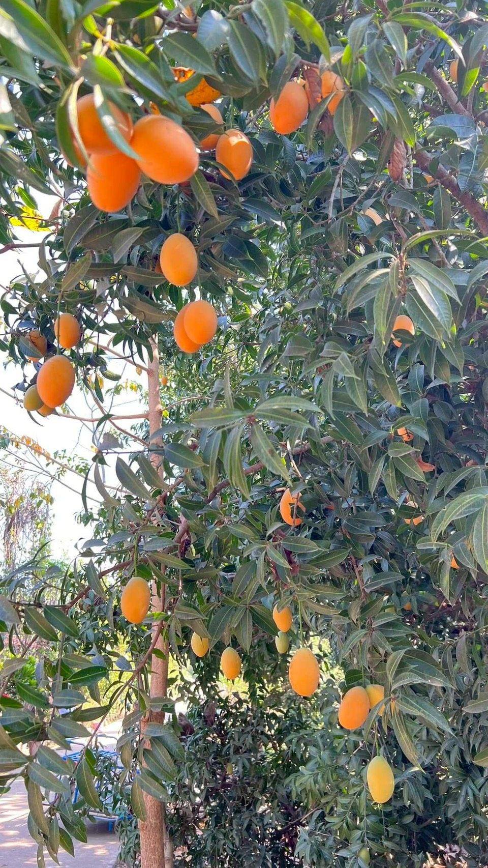 กรมทรัพย์สินทางปัญญายกระดับผลไม้ท้องถิ่น ขึ้นทะเบียน GI “มะยงชิดแม่ย่าสุโขทัย” ผลไม้เอกลักษณ์จากลุ่มน้ำยม เสริมพลังชุมชนและสร้างรายได้ให้เกษตรกรในพื้นที่จังหวัดสุโขทัย 3 608785675 1313384477490036 5086583754939595591 n