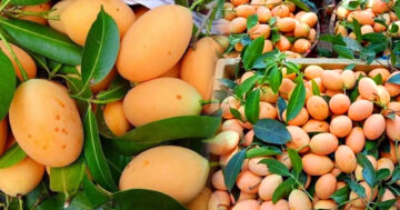 กรมทรัพย์สินทางปัญญายกระดับผลไม้ท้องถิ่น ขึ้นทะเบียน GI “มะยงชิดแม่ย่าสุโขทัย” ผลไม้เอกลักษณ์จากลุ่มน้ำยม เสริมพลังชุมชนและสร้างรายได้ให้เกษตรกรในพื้นที่จังหวัดสุโขทัย 13 S 29483028