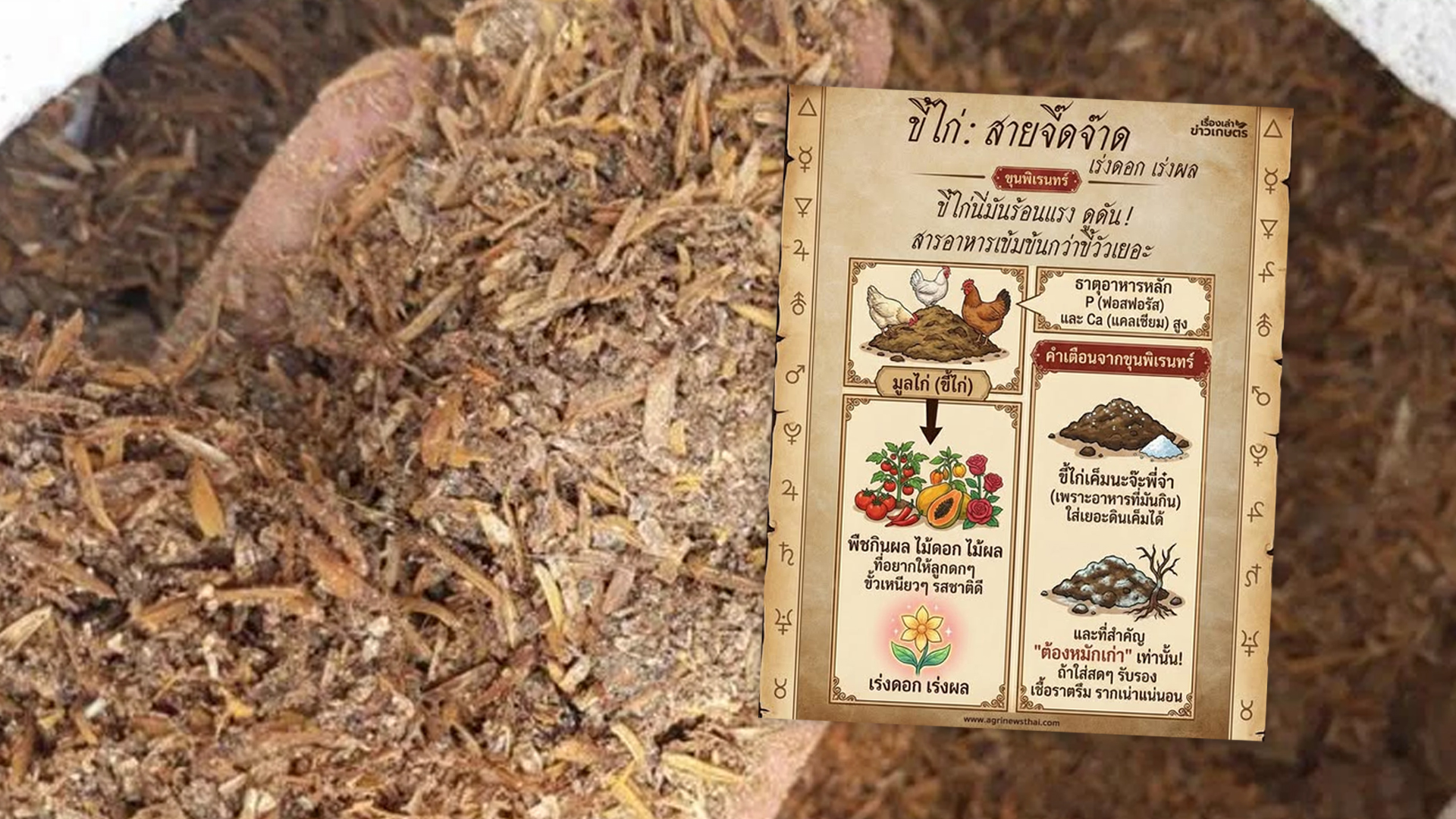 ขี้ไก่/มูลไก่ ขี้ไก่2